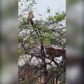 Un tigre grimpe à un arbre pour chasser un singe et son bébé mais...