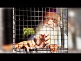 Asaram Bapu embarrasses AIIMS nurse, compares her with butter, red apples | Oneindia News