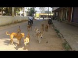 Kerala congress workers beat dogs to death, parade while hanging them on pole | Oneindia News