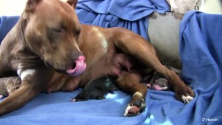 Mia's 3rd Pit Bull Puppy Part 3!! (in HD)