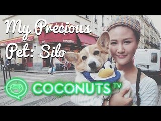 Sailo the globetrotting Corgi & Mai | My Precious Pet Episode 4 | Coconuts TV