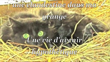 Quatre chatons, ça fait chanter ma plume