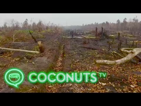 Deforestation: Aerial view of Borneo's burnt rainforests | Coconuts TV