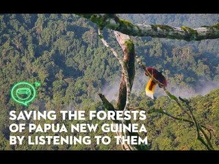 Saving the forests of Papua New Guinea by listening to them, literally | Coconuts TV