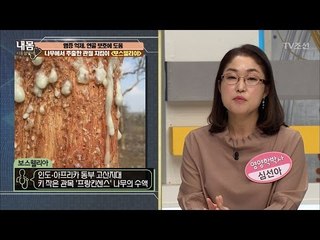 연골 보호! 관절 지킴이 ‘보스웰리아’ [내 몸 사용설명서] 148회 20170407