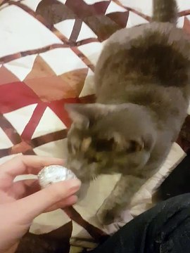 Meringue adorable petite chatte malvoyante adoptée