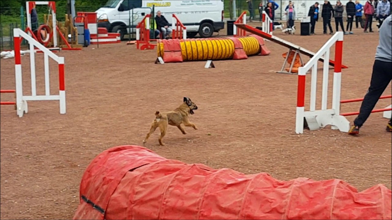 Concours Agility - Aire sur la Lys