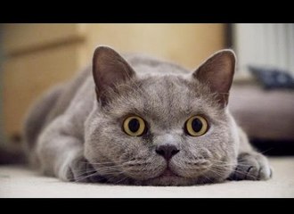 En İyi Korkak Kediler Gülmek Garanti :)