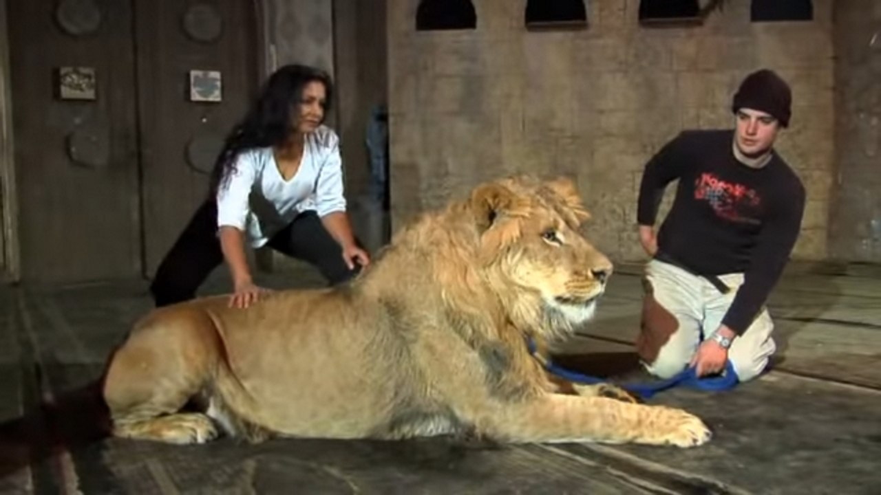 Fotoğraf Çekimi Sırasında Aslan Saldırısı