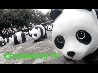 Hong Kong's panda pandamonium!
