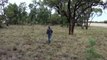 Man punches a kangaroo in the face to rescue his dog (Original HD)-F