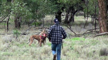 Man punches a kangaroo in the face to rescue his dog (Original HD)-FIRT7lf8byw