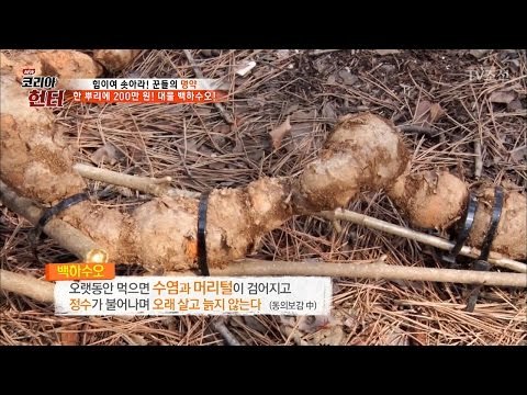 산꼭대기에 숨은 장어 ‘백하수오’ 발견! [뉴 코리아 헌터] 43회 20170327