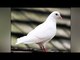 Pakistani spy pigeon with Urdu ‘code’ on wings arrested in Punjab |Oneindia News