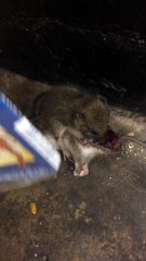 Cannibal Rats