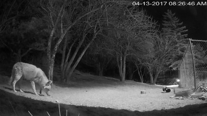 Skunk Chases Coyote Out of Backyard