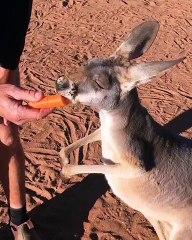 Carrots for Kangaroos