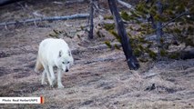 Yellowstone's White Wolf Euthanized After Severe Injuries
