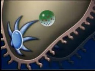 CÉLULA - TODO SOBRE LA CÉLULA : DOCUMENTAL COMPLETO