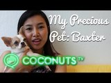 Elle and Baxter the chihuahua | My Precious Pet Episode 1 | Coconuts TV