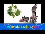 Mẹo Vặt Cuộc Sống - Rau diếp cá - thần dược của mọi nhà!