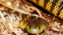 As 10 cobras mais venenosas do mundo