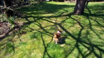 Frou Frou au jardin après le bain