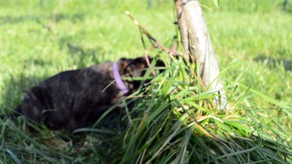 Collier violet . Portée de Heaven et Hanko