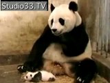 BRONX ZOO'S FIRST BABY PANDA BRED IN CAPTIVITY