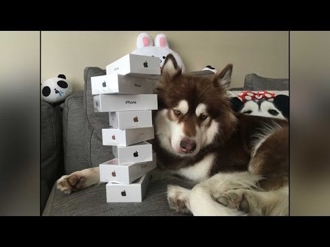 Chinese Billionaire's son gifts his dog 8 Apple iPhone 7s| Oneindia News