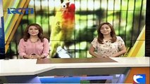 Hobi Pelihara Lovebird, Sekarang Ibu Ini Jadi Jutawan