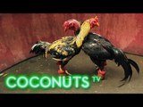 Kind or Cruel | Animal Combat in Thailand | Cockfighting | Part 1 | Coconuts TV