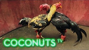 Kind or Cruel | Animal Combat in Thailand | Cockfighting | Part 1 | Coconuts TV