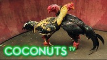 Kind or Cruel | Animal Combat in Thailand | Cockfighting | Part 1 | Coconuts TV
