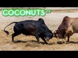 Kind or Cruel | Animal Combat in Thailand | Bullfighting | Part 2 | Coconuts TV