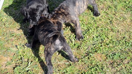 Cane Corso . Portée de Heaven et Hanko