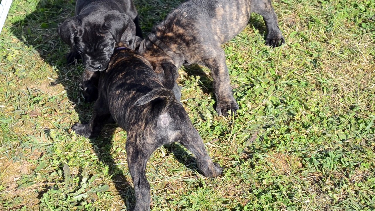 Cane Corso . Portée de Heaven et Hanko