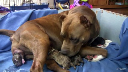 Mia's 5th Pit Bull Puppy Part 5!! (in HD)