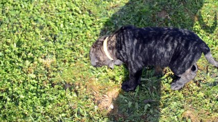 Cane Corso . Portée de Heaven et Hanko - collier jaune