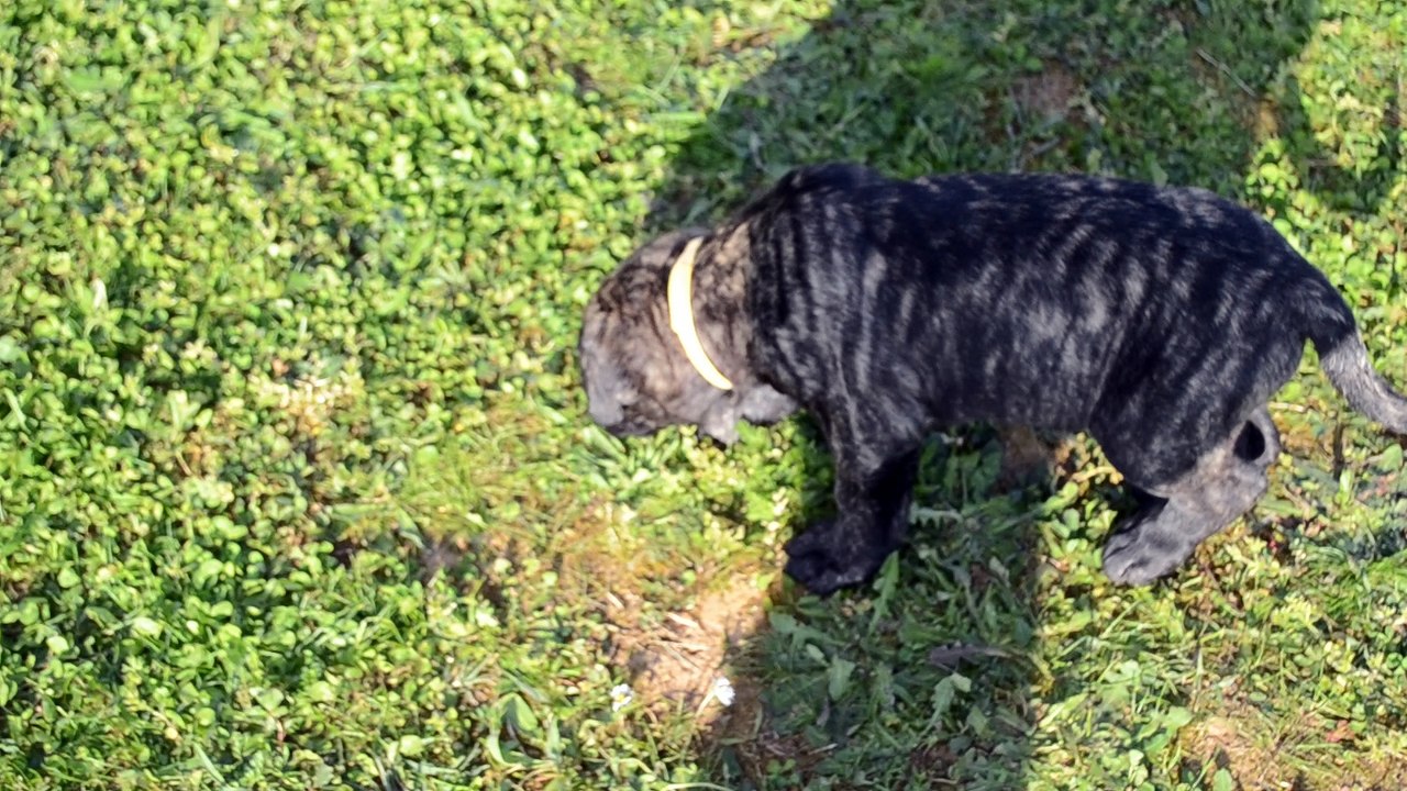 Cane Corso . Portée de Heaven et Hanko - collier jaune