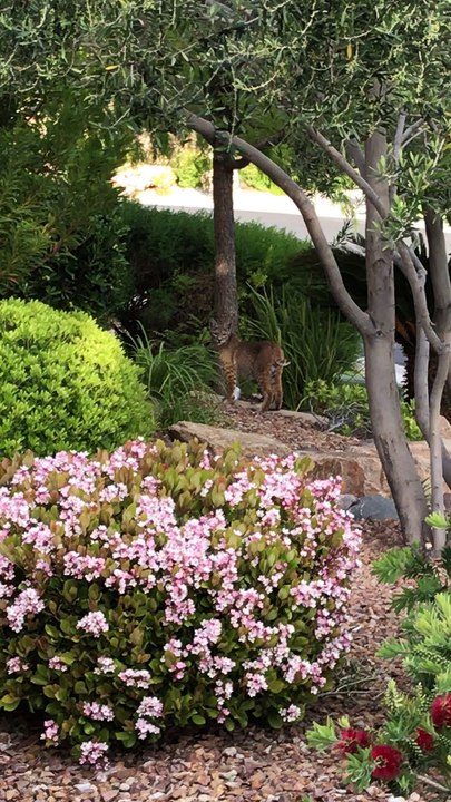Bobcat Patrols Las Vegas Neighborhood