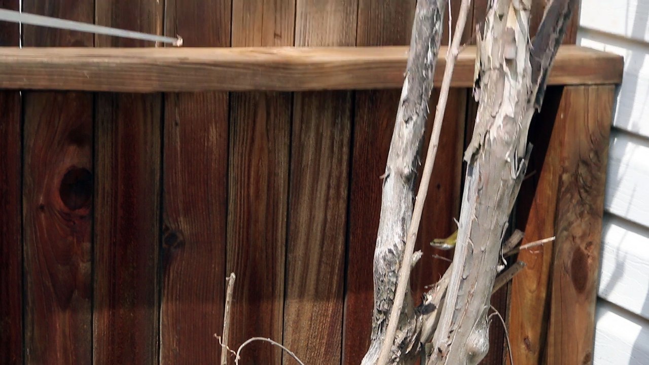 Feeding a Wild Lizard