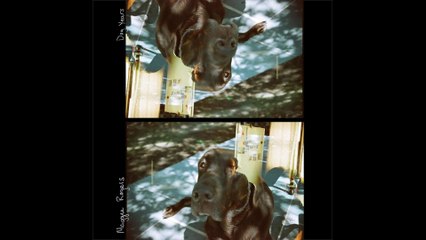 Maggie Rogers - Dog Years