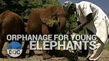 Orphanage for Young Elephants   World Curiosities - Planet Doc Full Documentaries
