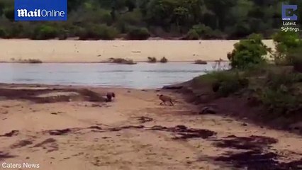 Hipopotami i vogël ndeshet me luanin për të shpëtuar nënën e sëmurë