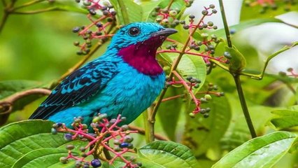 AVES EXÓTICAS