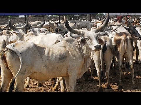 Delhi Police arrested 4 men in Cow vigilantism case for assaulting Madrasa teacher | Oneindia News