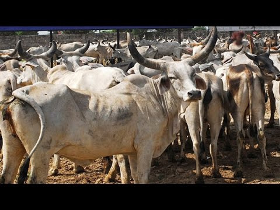 Delhi Police arrested 4 men in Cow vigilantism...