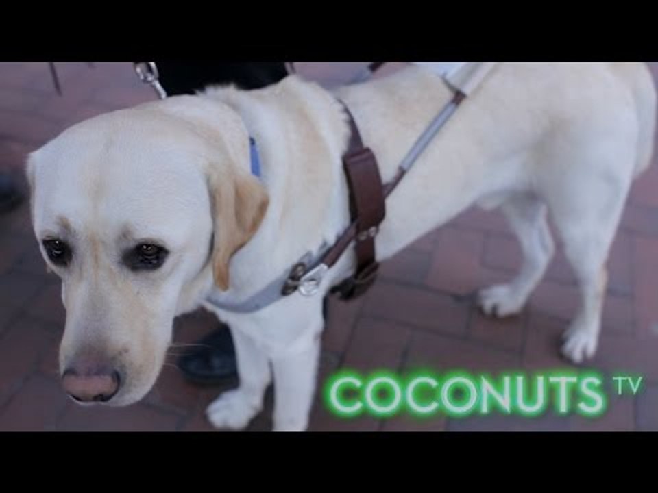 Hong Kong’s Seeing Eye Dogs | Coconuts TV
