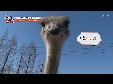마이크 먹을 뻔한 타조! “인간, 까불지 마라” [뉴 코리아 헌터] 44회 20170403